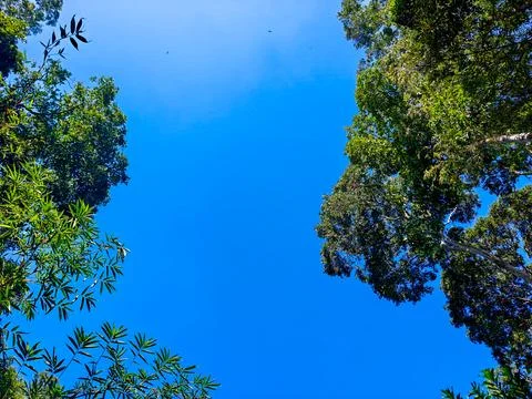 Low Angle View of Green Forest Trees and Bamboo Under Clear Blue Sky 스톡 사진