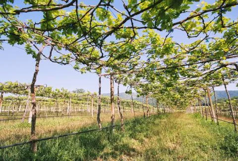Low angle view of green grape vines in a row of vineyard Foto stock