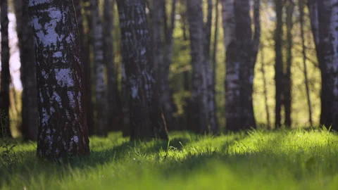Low Angle View Of Green Grass Illuminated By Sunlight In A Birch Forest. White T Video stock 318425736