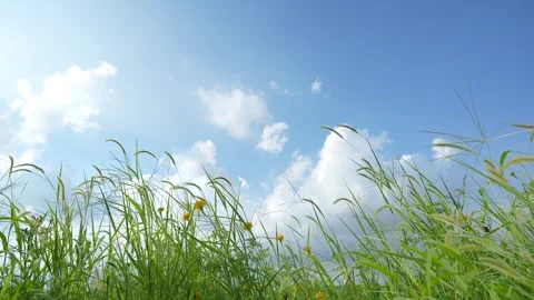 Low Angle View of Green Grass and Yellow Flowers Under Bright Blue Sky Stock Footage 342112535