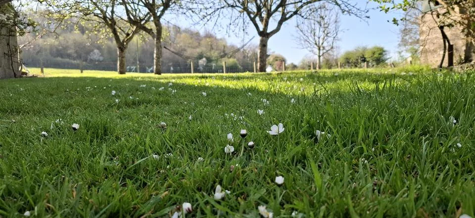 Low Angle View of Green Grass with Small Wildflowers in Spring Garden Foto stock