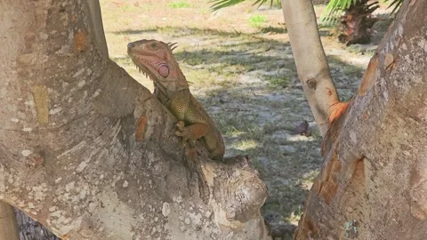Low angle view of a green iguana on a tree trunk, with rough tropical bark Stock Footage 341994104