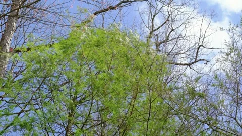 Low Angle View of Green Leaves Blowing in the Wind Under Blue Sky Stock Footage 332254219