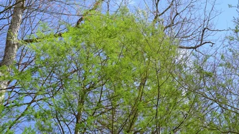 Low Angle View of Green Leaves Blowing Under Blue Sky Stock Footage 332254236