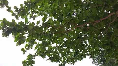 Low angle view of green leaves on tree branches against bright sky foliage 스톡 동영상 335761911