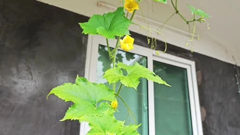 Low angle view of green loofah leaves and yellow flower buds on a vine. Vídeo Stock 345293265