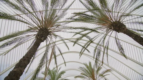 Low angle view of green, lush palm trees with evergreen leaves Stock Footage 235944870