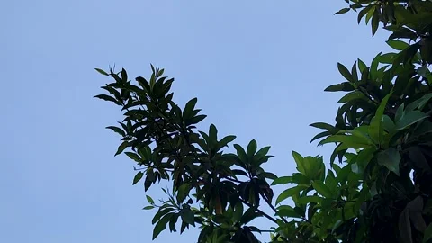 Low angle view of green mango tree leaves swaying against clear blue sky in.. Stock Footage 337783106