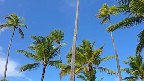 Low-angle view of green palm trees against blue sky Stock Footage 337906522