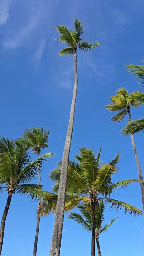 Low-angle view of green palm trees against blue sky Stock Footage 337906530