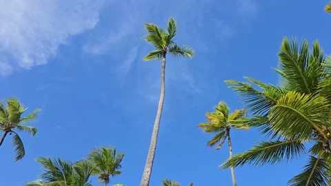 Low-angle view of green palm trees against blue sky Stock Footage 337906996