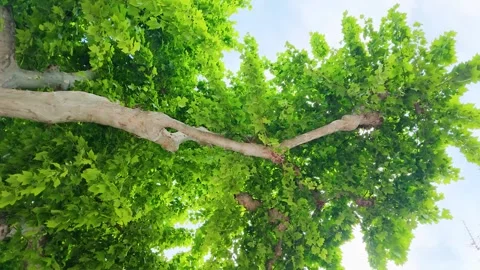 Low Angle View of Green Plane Tree Canopy Against Blue Sky Stock Footage 334652014