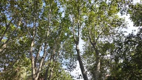 Low angle view of green plane tree branches against blue sky Stock Footage 340911711