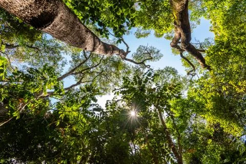 Low angle view of green rainforest in Queensland, Australia Stock Photos