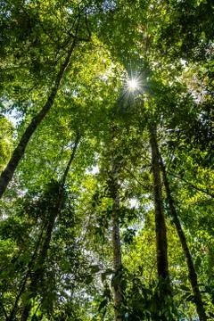 Low angle view of green rainforest in Queensland, Australia Stock Photos