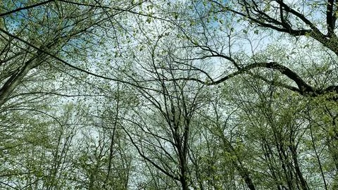 Low angle view of green spring tree branches against blue sky Stock Photos