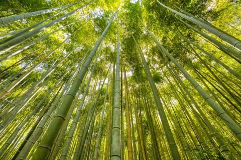 Low angle view of green tall bamboos in forest Stock Photos