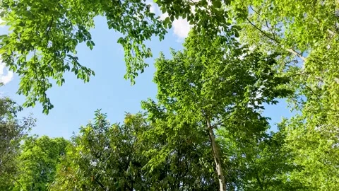 Low Angle View of Green Tree Canopy Against Blue Sky in Paris Stock Footage 335734604