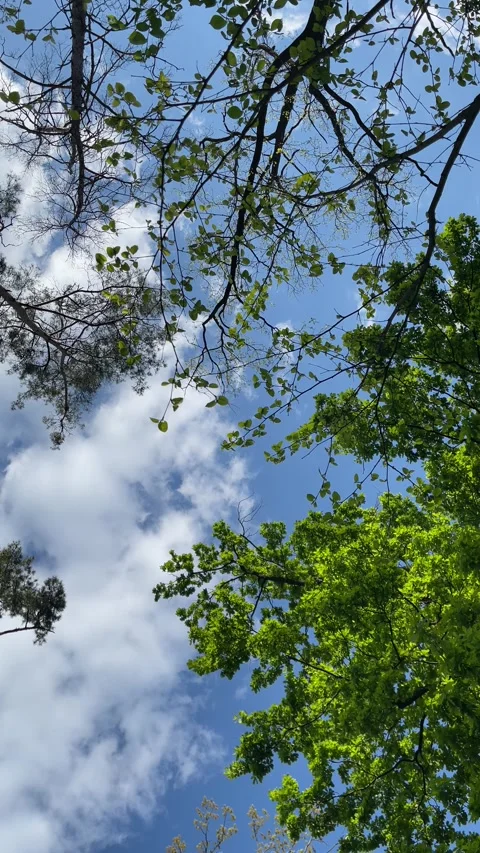 Low Angle View of Green Tree Canopy Against Blue Sky Stock-Footage 335759494