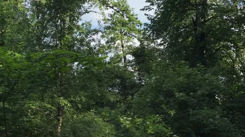 Low Angle View of Green Tree Canopy Against Cloudy Sky Stock Footage 337651326