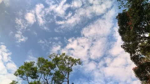 Low Angle View of Green Tree Treetops Framed Against Bright Blue Sky Stock Footage 340572576