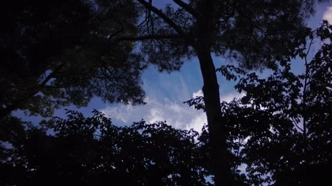 Low angle view of green tree branches silhouette framing a vibrant blue sky with Stock Footage 341973419