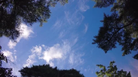 Low angle view of green tree branches silhouette framing a vibrant blue sky with Stock Footage 341973427