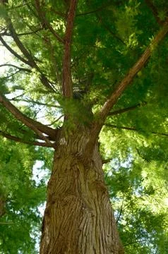 Low angle view of green tree Stock Photos