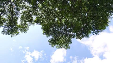 Low angle view of green tree canopy against clear blue sky, tree branch Stock Photos