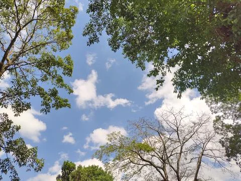 Low angle view of green tree canopies framing a beautiful blue sky. Stock Photos