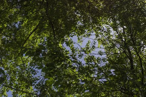 Low Angle View of Green Tree Canopy Against Clear Blue Summer Sky Stockfoto's