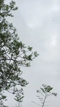 Low angle view of green tree branches under overcast grey sky photo Fotos de archivo