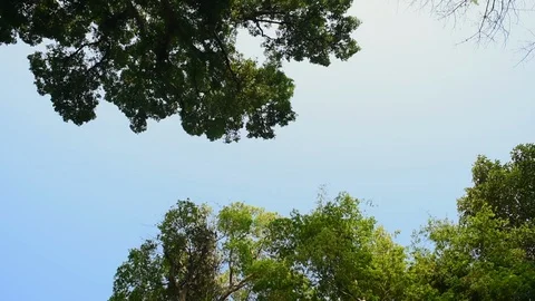 Low angle view of green trees against sky on sunny day - Siem Reap, Cambodia Stock Footage 129423582