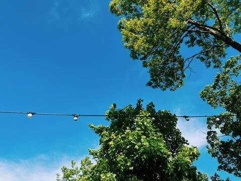 Low angle view of green trees with light strings and blue sky Stock Photos