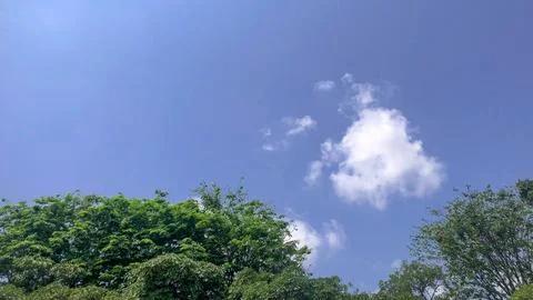 Low Angle View of Green Trees Top Against Bright Blue Sky and White Clouds Fotos Stock
