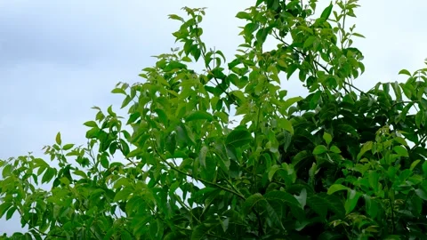 Low Angle View of Green Walnut Tree Canopy Against Overcast Sky Stock Footage 339334618