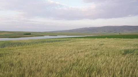 Low Angle View Of Green Wheat Field Moving In The Wind Stock Footage 324701691