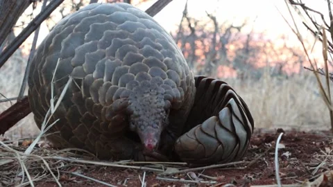 A low angle view of a ground pangolin unroll and looking into the camera. Stock Footage 143722598