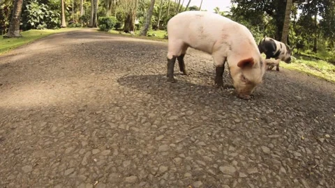 Low angle view of group of five cute baby small young piglets piggy squeezing ag Video stock 237619813