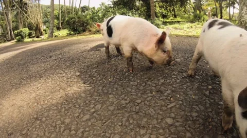 Low angle view of group of five cute baby small young piglets piggy squeezing ag Stock Footage 237619853