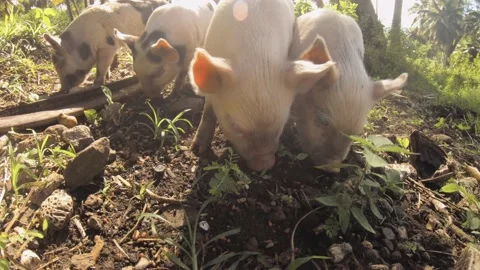 Low angle view of group of five cute baby small young piglets piggy squeezing ag Stock Footage 237623069