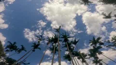 Low angle view of a group of palm trees gently moving in the wind on a sunny day Stock Footage 280940642
