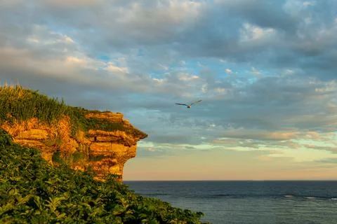Low angle view of gull flying over the remote Île aux Perroquets Stock Photos