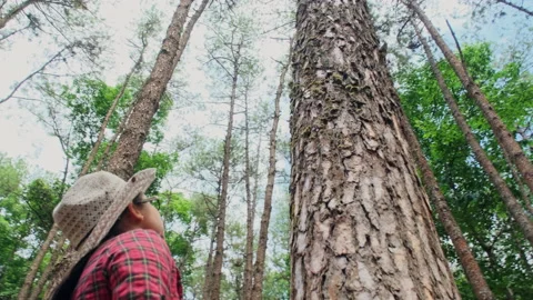 Low angle view of a happy hipster woman looking up at at trees in a pine forest. Stock-Footage 172396950