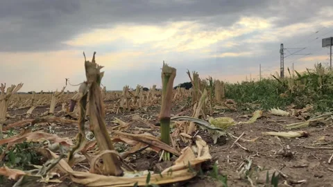 Low angle view of harvested corn field at sunset 库存影片 342620361