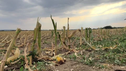 Low angle view of harvested corn field at sunset 库存影片 342620362
