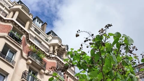Low Angle View of Haussmann Architecture and Green Foliage in Paris Stock Footage 336522146