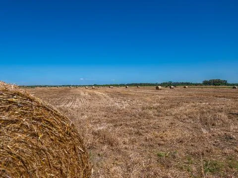 Low Angle View of Hay Field and Vibrant Blue Sky Stock Photos