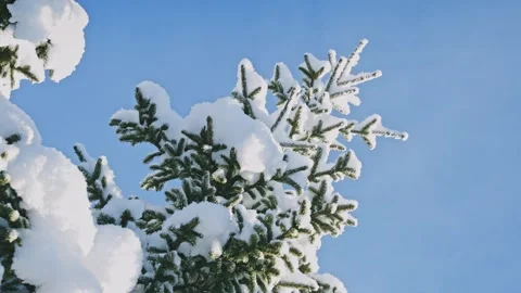 Low-angle view of heavy snow on spruce tree branches in Sjusjøen, Norway, with Vídeo Stock 330925377