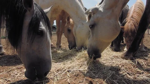 Low angle view of herd of horses eating hay from the floor. 스톡 동영상 128919304